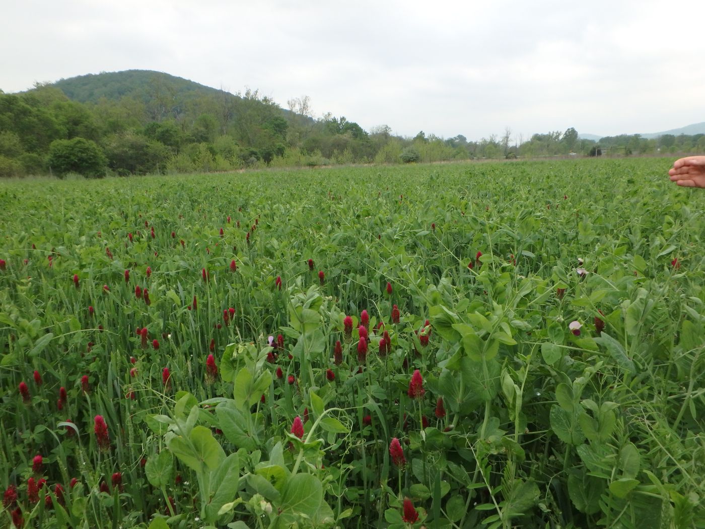 Cover crop field