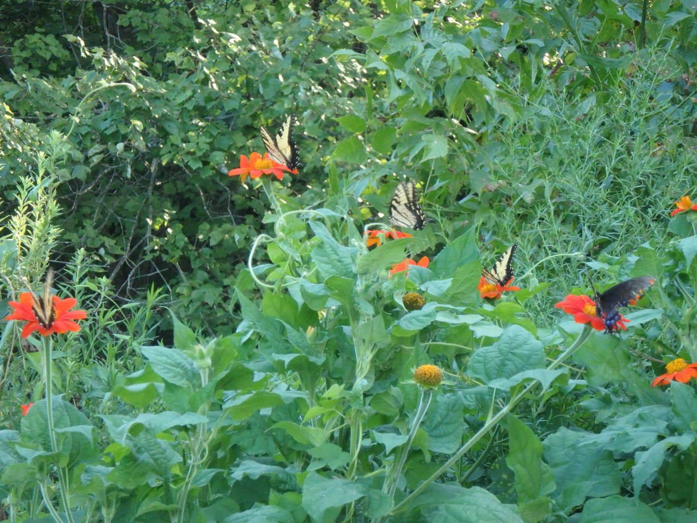 Flowers on the farm