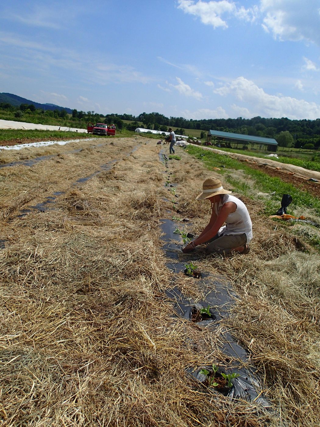 Working in the mulched rows