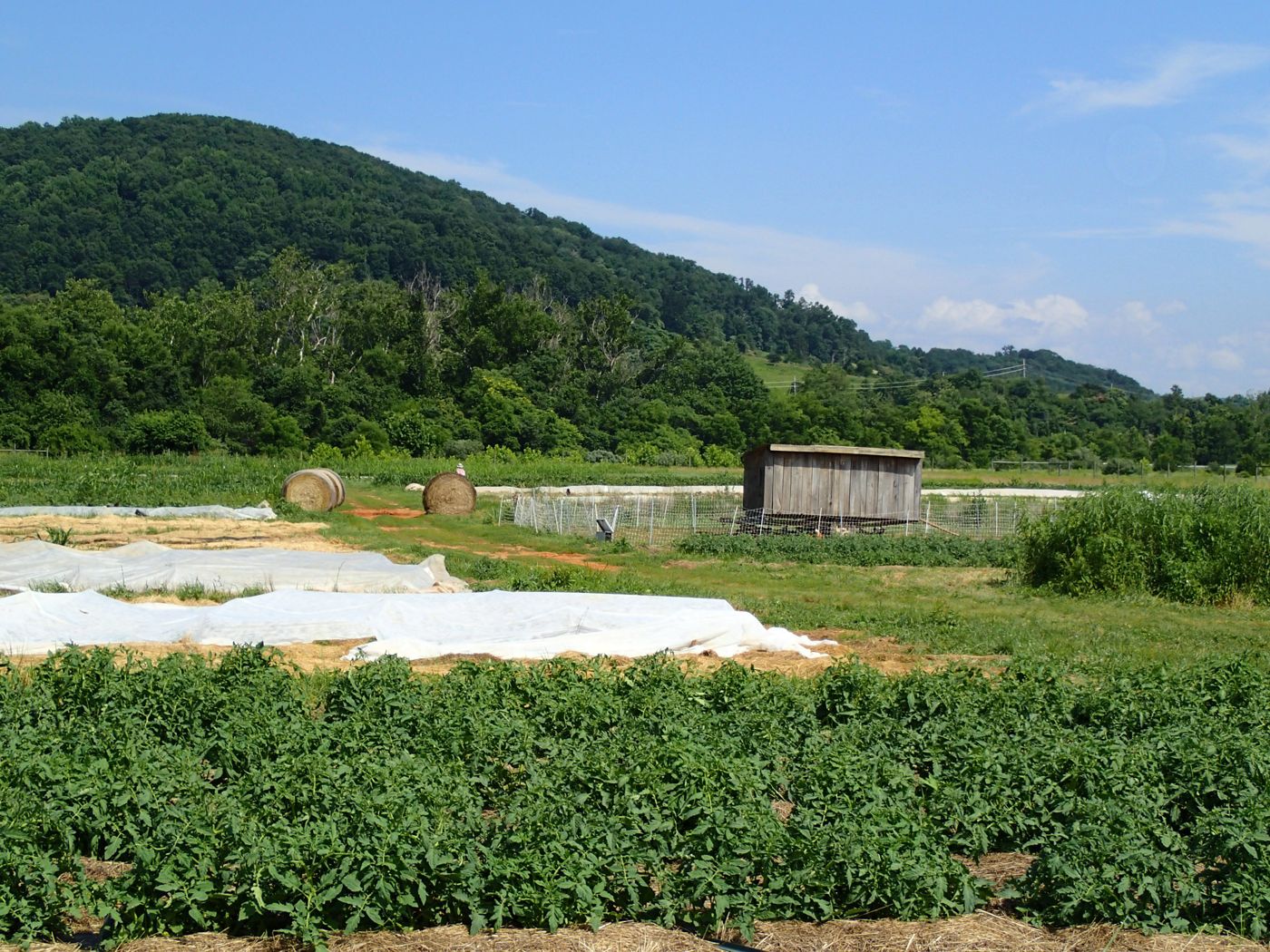 Crop rows and row covers on Waterpenny Farm